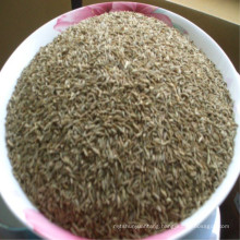 Chinese Cumin Seed